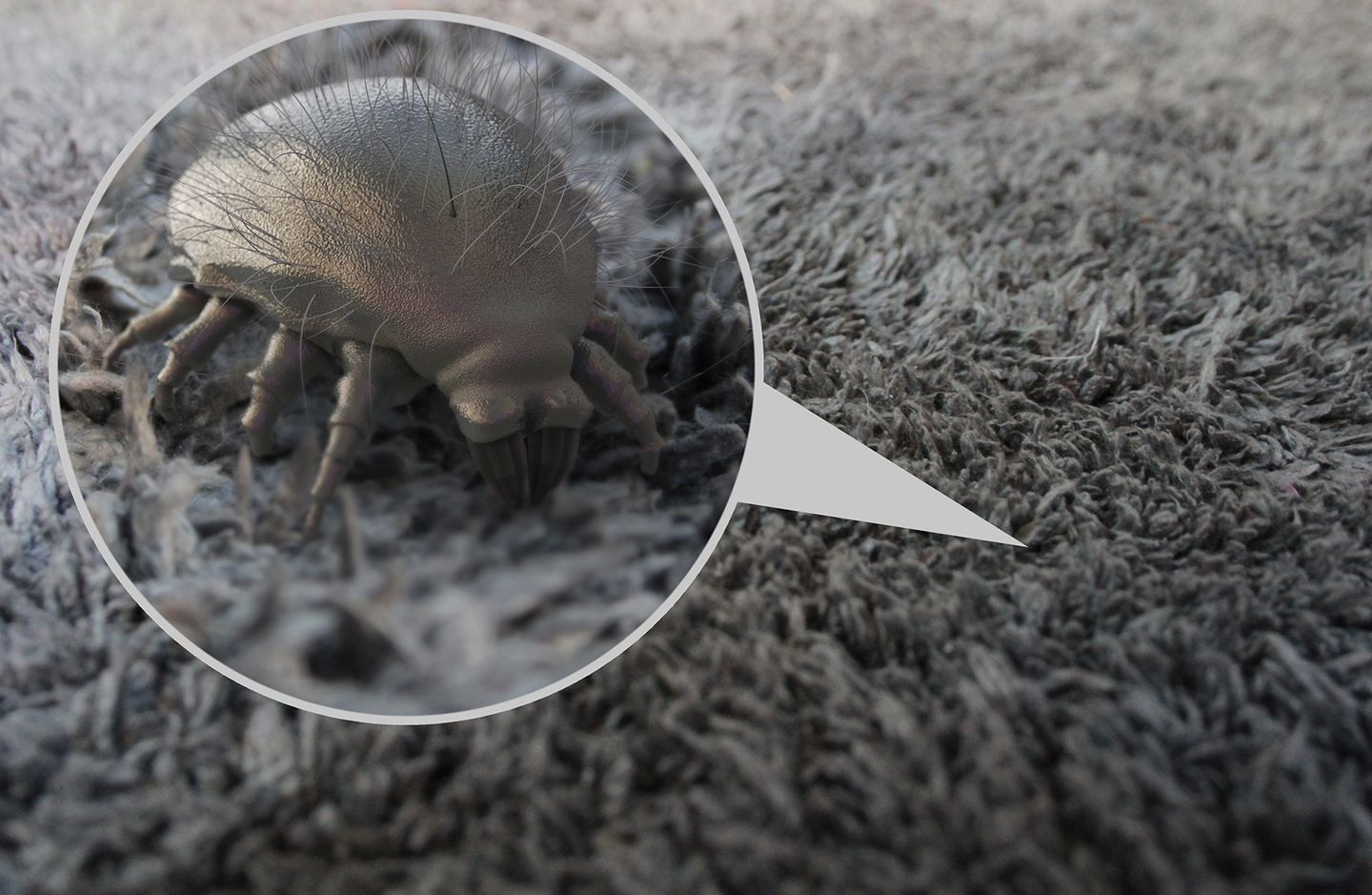 How Carpet Cleaning Can Help With Dust Mites Carolina Cleaning Solutions